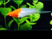 Mieczyk ALBINO KOI POLSKA Hodowla WYSYŁAMY!