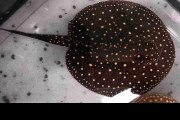 Płaszczki różne odmiany. Potamotrygon P14 galaxy 14cm. Cetarius