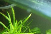 Heterheteranthera zosterifolia z przycinki