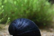 Ślimak Helmet (Military Helmet)