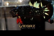 1 PAIR AVATAR KALIMAYA NEBULA STARDUST