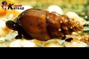 Ślimak Plotia Scabra PAKIET 10 SZTUK