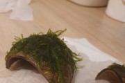 Kokosiak (kryjowka) z mchem