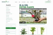 DENNERLE PLANTS
