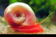 Ślimak Zatoczek Różowy (Planorbella sp. Pink)