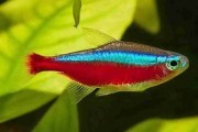 Neon czerwony. Cetarius