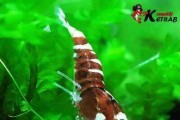 Nanashi Pinto