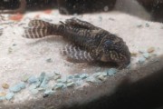 Zbrojnik Hypancistrus sp. L340 glonojad