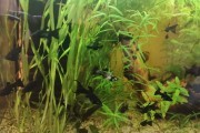 Molinezja