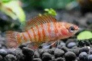 Dario Dario, Badis Bengalski (Scarlet badis). Cetarius