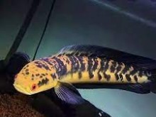 CHANNA MARULIOIDES / CHANNA YELLOW SENTARUM
