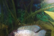 Akara pomaranczowopletwa electric blue
