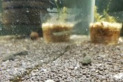 Krewetki White Pearl