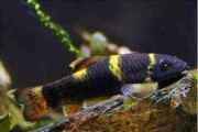 ​Nazwa: POGROMCA GLONÓW!!! Garra flavatra - Panda Garra, Nepalka. Cetarius