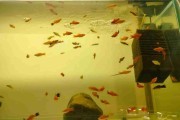 Mieczyk Hellera