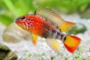 Pielęgniczka czerwonogrzbieta (Apistogramma macmasteri red). Cetarius