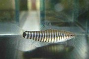 Rarytas yunnanilus cruciatus. Cetarius