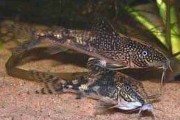 Kirys barbatus. Cetarius