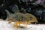 Kirys: Kirysek Sterby Corydoras sterbai