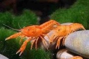 Promocja. Rak miniaturowy Cambarellus ORANGE. Cetarius​