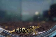 Krewetka Black Fancy Tiger