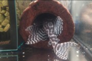 Zbrojnik Hypancistrus sp. L333 para white line