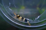 Krewetka Princess Bee