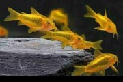 Kirys Golden Laser CW 010