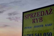 Hodowla ryb Broniewice