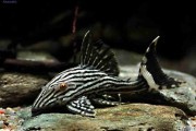 Zbrojnik czarnopasy – Panaque nigrolineatus (L190). Cetarius