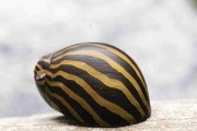 Ślimak Neritina Zebra