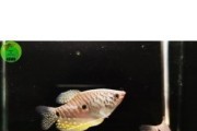 Gurami dwuplame