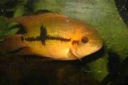 Pielęgnica szmaragdowa (Hypselecara temporalis) młode. Cetarius