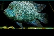 Pielęgnica diamentowa/Liliafili blue POLSKA! Bezpi