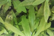 Hygrophila Polysperma - (Nadwódka Wielonasienna)