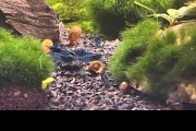 Krewetki Neocaridyny Blue velvet