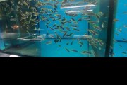 Pyszczaki Pseudotropheus Acei Luwala Tanganika Malawi