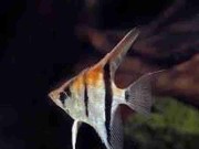Promocja Skalar Manacapuru (Pterophyllum scalare) 5-7cm. Cetarius