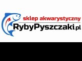 Ryby pyszczaki | KONEKT