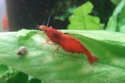 Bardzo ładne czerwone krewetki Neocaridina
