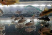 Kirysek laser gold strip Peru cw 010, Corydoras sp. Neon Gold