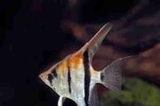 Promocja Skalar Manacapuru (Pterophyllum scalare) 5-7cm. Cetarius