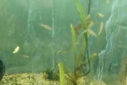 Danio lamparcie