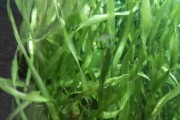 Valisneria Spiralis (nurzaniec śrubowy)