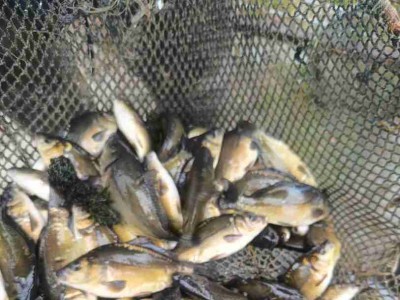 Narybek karpia i amura 8-15 cm