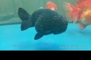 Carassius Auratus / rancu black