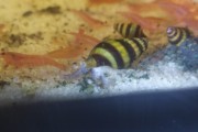 Ślimak Clea helena