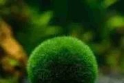 Gałęzatka kulista (Aegagropila linnaei) 4-5cm. Cetarius