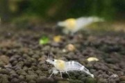 Krewetka White Bee