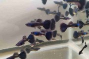 Gupiki moskiewski czarny